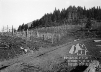 Reticolati stesi presso Forcella Cuzze e facenti parte delle difese previste dalla Linea Gialla. 1917.