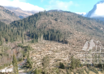 Danni provocati dalla tempesta Vaia in Val Visdende, sullo sfondo il Peralba.