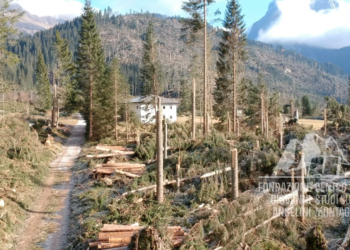 Danni provocati dalla tempesta Vaia in Val Visdende.