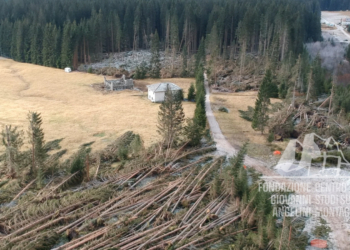 Danni provocati dalla tempesta Vaia in Val Visdende.